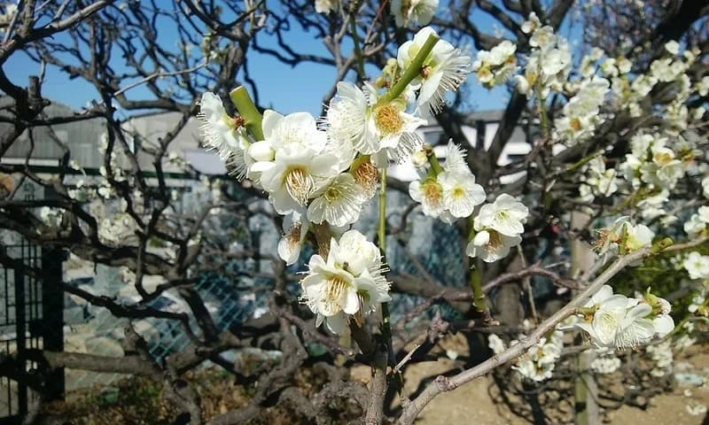 富光寺墓地