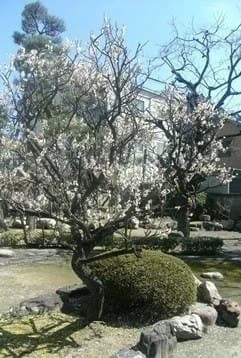 堺祥雲寺庭園墓地
