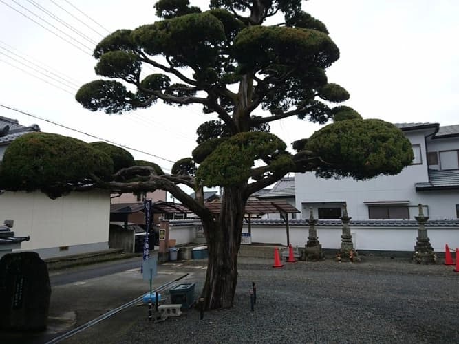 真如寺 (一時預かり（遺骨の一部）)