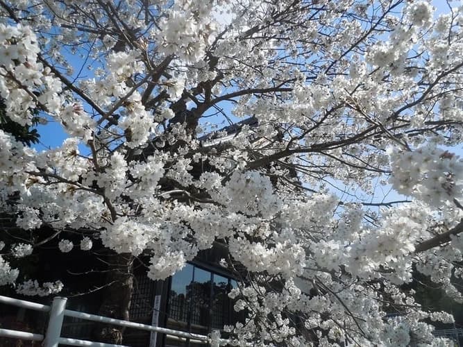 西法寺 永代供養塔