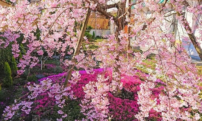速成寺 納骨堂・樹木葬・一般墓