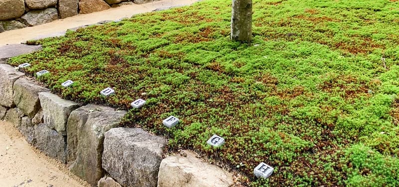 櫟野寺 樹木葬 櫟苑