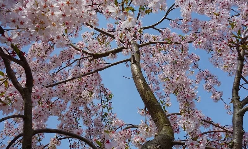 樹木葬「桜雲」