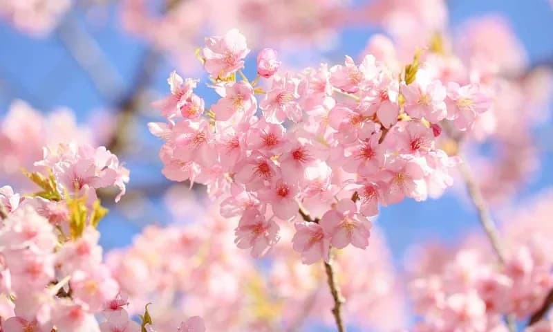 新潟永代供養墓霊園 福王寺