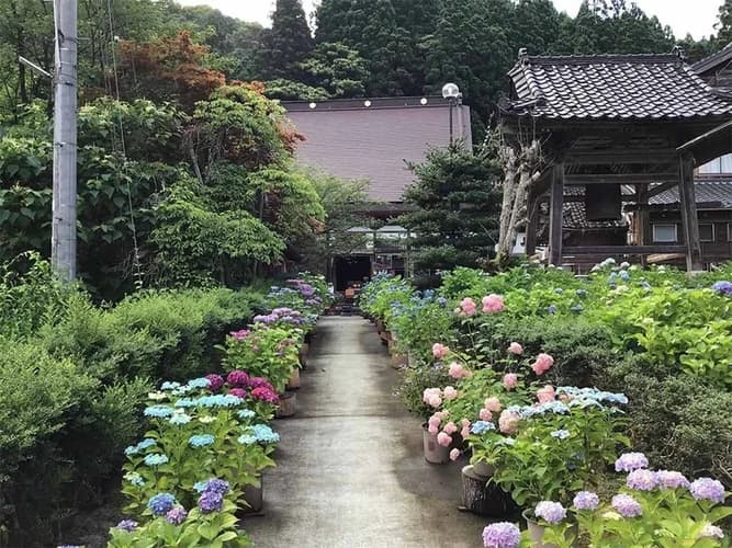 「地蔵様とあじさいの寺」光照寺