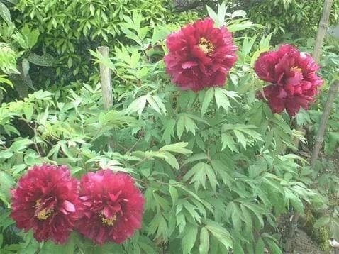 となみ野霊園