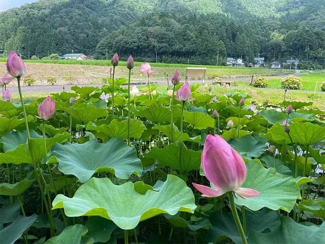 さばえ明厳寺 里山型樹木葬 木漏れ日