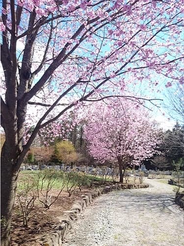 西軽井沢 向原霊園 樹木葬