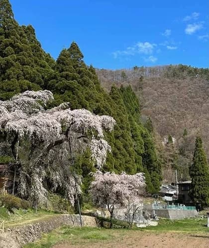 大日方霊園