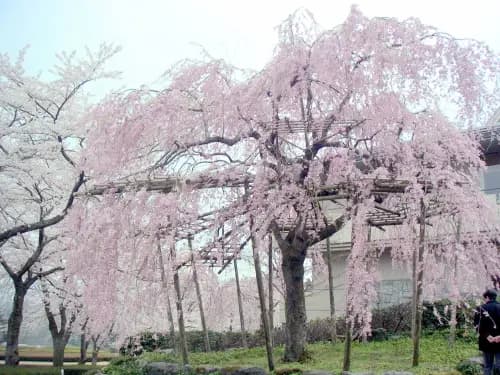 冨士霊園