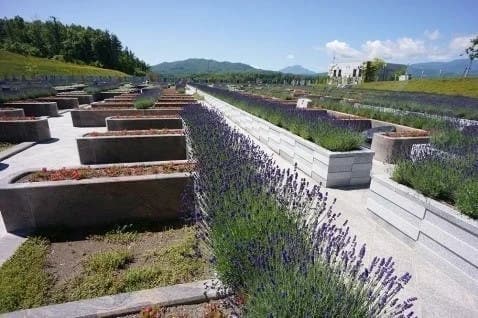 真駒内滝野霊園 やすらぎの里 ラベンダーガーデン