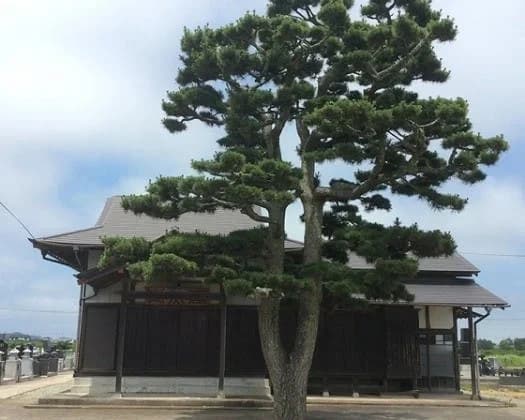 高照寺