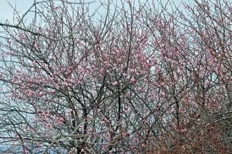 矢野太陽霊園