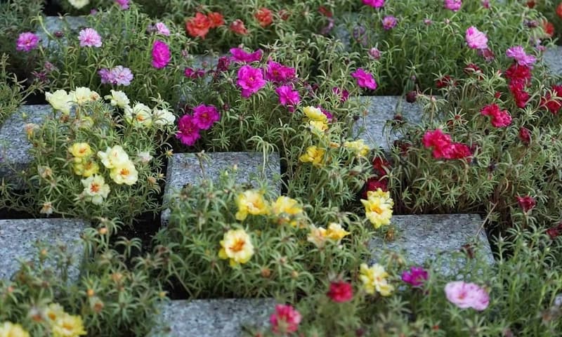 観音寺五日市墓苑